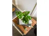 Gardners Monstera adansonii Monkey Mask, průměr 6 cm Náhled obrázku produktu 6