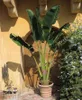 Reisendenbaum (Ravenala madagascariensis)  - 10 Samen Produktbild-Vorschau 2