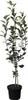 Topaz ® Apfelbaum - Buschbaum Topfballen (Versandzeit: Produktbild-Vorschau 3