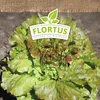 Artikelbild 5 von 'BIO Winterkopfsalat Wintermarie' aus der Kategorie Kopfsalatsamen Produktbild-Vorschau
