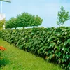 Parthenocissus tricuspidata 'Veitchii', Wilder Wein, 40–60 Produktbild-Vorschau 14