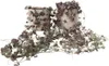 Leuchterblume - 2 Stk - Ceropegia linearis Woodii - Höhe Produktbild-Vorschau 7