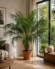 Palmier nain dattier Phoenix roebelenii, 160-180 cm | Voir les images du produit 1