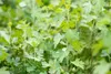 Ribes aureum, Gold-Johannisbeere, 60–100 cm Produktbild-Vorschau 2