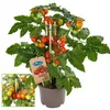 Kirschtomate Cherrytomate Pflanze mit vielen Früchten für Produktbild-Vorschau 1