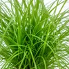 Echtes Katzengras - pflegeleichte Zimmerpflanze, Cyperus Produktbild-Vorschau 8