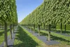 Mata filcowa do ściółkowania 50 x 50 cm, 4 mm, szara – Podgląd zdjęcia produktu 16