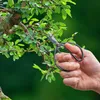 ESSCHERT DESIGN Forbici per bonsai - 12 cm, acciaio Anteprima dell’immagine prodotto 2