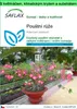 SAFLAX Garden to go - pouštní růže - Adenium obesum - 8 Náhled obrázku produktu 1