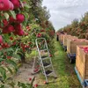 An apple orchard during harvest season, with crates of apples and a tractor in the background, and a ladder in the foreground. Náhled obrázku produktu