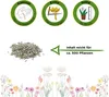 Winter-Kopfsalat Maiwunder Samen - Lactuca sativa - Produktbild-Vorschau 2