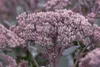Sedum telephium, Fetthenne, ca. 9x9 cm Topf, sukkulent Produktbild-Vorschau 6