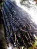 Palma di açaí (Euterpe oleracea)  - 2 semi Anteprima dell’immagine prodotto 2