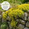 Sedum Acre (Wildform), scharfer Mauerpfeffer, Portion, Produktbild-Vorschau 5