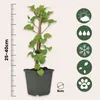A potted plant with a ruler and icons indicating care instructions. Produktbild-Vorschau