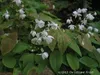 A close-up view of white flowers and green leaves. Produktbild-Vorschau