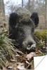 MuchoWow® Poster Wildschwein - Wald - Tier 40x60 cm - Produktbild-Vorschau 1