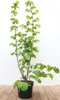 Corylus avellana, Haselnuss, 60–100 cm Produktbild-Vorschau 1