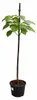 Blauglockenbaum 180 cm Paulownia tomentosa Kaiserbaum Produktbild-Vorschau 4