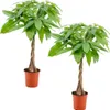 Bloomique - Zestaw 2 szt. - Pachira Aquatica - Drzewko Podgląd zdjęcia produktu 1