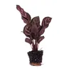 Calathea Makoyana – Pfauenpflanze – Terrarienpflanze Produktbild-Vorschau 2