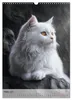 Katzen (Wandkalender 2027 DIN A3 hoch), CALVENDO Produktbild-Vorschau 6