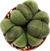 Pleiospilos nelii - Živý kameň - Živá žula - v kvetináči Náhľad obrázku produktu 2