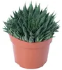 Aloe - pflegeleichte Zimmerpflanze, Aloe aristata 'magic Produktbild-Vorschau 6