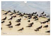 Typisch Amrum! (Wandkalender 2027 DIN A4 quer), CALVENDO Produktbild-Vorschau 5