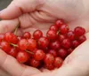Rovada Johannesbeerstrauch - Busch Produktbild-Vorschau 1