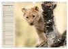 Löwen. Majestätische Kraft (Wandkalender 2027 DIN A4 quer), Produktbild-Vorschau 4