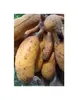 10x Uvaria littoralis Strauch Garten Pflanzen - Samen Produktbild-Vorschau 6