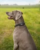 lionto Hundehalsband reflektierend, gepolstert & Produktbild-Vorschau 2