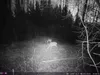 Outdoor Wildlife Hunting Trail und Wildkamera OXE Panther Produktbild-Vorschau 25