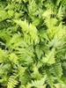 6 x Dryopteris filix-mas - Varen (ook bekend als wurmfarn) Productafbeelding-voorbeeld 3