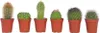 Małe kaktusy - 6 szt - Cactus - Wysokość 5-10cm - ⌀5,5cm Podgląd zdjęcia produktu 1