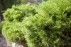 Juniperus pfitzeriana 'Mint Julep', Wacholder, grün, 15–20 Produktbild-Vorschau 2