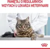 A cat is on a table in front of a veterinarian. Produktbild-Vorschau