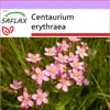 SAFLAX - Centaury - Centaurium erythraea - 250 Semená Náhľad obrázku produktu 5