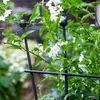 Jardin Support de plantes en métal de haute qualité pour Voir les images du produit 7