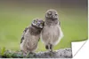 MuchoWow® Poster Ein Eulenpaar auf einem Baumstamm 30x20 cm Produktbild-Vorschau 1