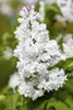 Syringa vulgaris 'Mme Lemoine', Flieder, weiß, 40–60 cm Produktbild-Vorschau 2