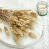 Getrocknete Hasenschwanzgras - (Lagurus) - Natur Produktbild-Vorschau 2