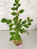 Prunus tomentosa 'White Ninja', cerisier blanche, hauteur Voir les images du produit 3