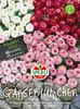 SPERLI Gänseblümchensamen Prachtmischung 70 Pflanzen Produktbild-Vorschau 3