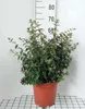 Abelia 'Edward Goucher' - Abelie 'Edward Goucher' 50- 60 cm Anteprima dell’immagine prodotto 1