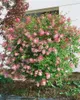 Syringa microphylla 'Superba', Zwergflieder, rosa Blüten, Produktbild-Vorschau 8