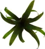 Mini zestaw bromeliad "Nature's Touch" - 4 rosliny o Podgląd zdjęcia produktu 4