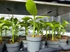Bananenstaude Musa Basjoo 60 - 80 cm winterhart Staude Produktbild-Vorschau 5