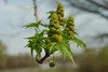 SAFLAX - Amerikanischer Amberbaum - 100 Samen - Liquidamber Produktbild-Vorschau 8